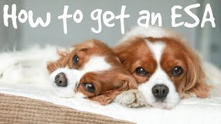 HOW TO REGISTER AN EMOTIONAL SUPPORT ANIMAL ESA [upl. by Demmahum]