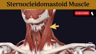 Sternocleidomastoid muscle  Attachment  Nerve Supply  Action  Relations [upl. by Dunseath]