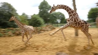 Giraffes walk gallop and play at ZSL Whipsnade Zoo [upl. by Nilrac]