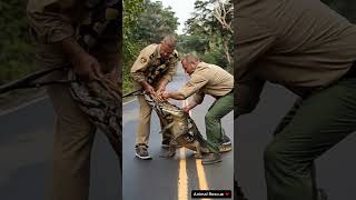 Heroic Wildlife Rangers Battle Mighty Crocodile in Intense Jungle Rescue 🐊🚨 animalrescue [upl. by Anirbus175]