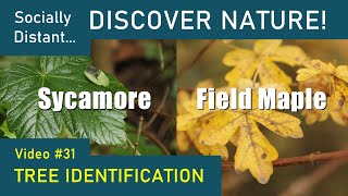 How to identify UK trees Sycamore and Field Maple [upl. by Eninnaej582]