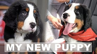 Bernese Mountain Dog Puppies  Bringing Home A New Puppy [upl. by Varien]