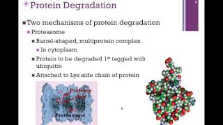 084Protein Degradation [upl. by Ajnotal67]