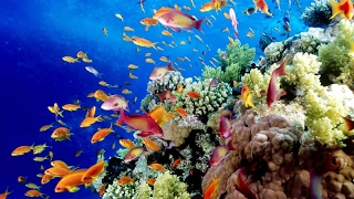 Australias Great Barrier Reef Biodiversity and Marine Life Threatened [upl. by Assenej]