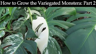 How to Grow the Variegated Monstera Part 2 [upl. by Suicul]