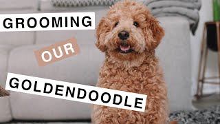 Theo the Mini Goldendoodle F1B How to Groom your Puppy [upl. by Haleak]