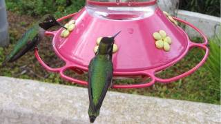 2 Hours long Hummingbirds at Feeder in HD [upl. by Tecu950]