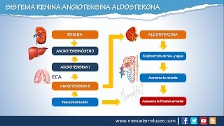 SISTEMA RENINA ANGIOTENSINA ALDOSTERONA  Morfofisiología [upl. by Ennagrom]