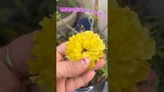 2 Benefits Of Marigold You NEED TO KNOW 🏵💪 marigold marigoldflower whenyougarden [upl. by Buttaro]