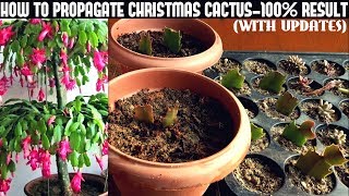 How To Propagate Christmas Cactus100 Success [upl. by Ezra430]