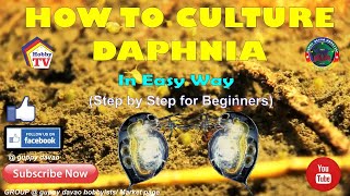 HOW TO CULTURE DAPHNIA In Easy Way [upl. by Pesek]