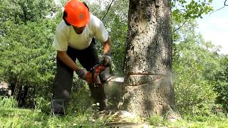 BEAUTIFUL lumber from a dying Sycamore tree [upl. by Klusek]