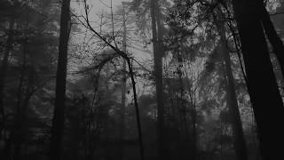 Relaxing Foggy Forest Virtual Drive  Rain Storm and Thunder Sounds [upl. by Tse]