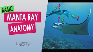 Manta Ray Anatomy  Kona Hawaii [upl. by Jacintha]