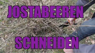 Jostabeerenschnitt  Wie schneide ich Jostabeeren [upl. by Acile]