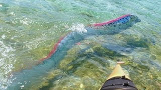 GIANT OARFISH FILMED IN MEXICO [upl. by Harlow]