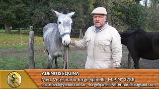 Dr Spinelli  Adenitis Equina [upl. by Lodnar]