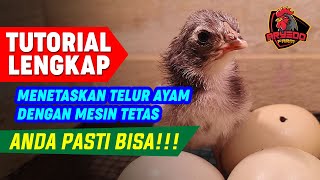 TUTORIAL LENGKAP Cara MENETASKAN TELUR AYAM Menggunakan MESIN TETAS [upl. by Anivlac71]