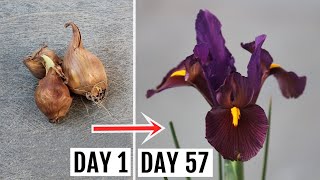 How to Plant Grow and Care for IRIS  The Complete GUIDE [upl. by Siravrat]