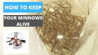 How To Keep Your Minnows Alive [upl. by Hgielak]