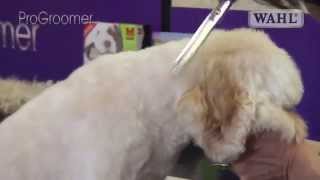 Grooming Guide  Cockapoo Pro Groomer [upl. by Burley]