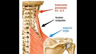 Levator scapulae exercise [upl. by Roberson]