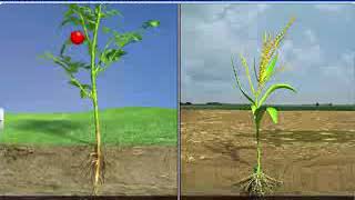 Anatomy of Dicot and Monocot roots [upl. by Tierza]