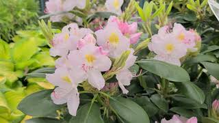 Rhododendron catawbiense Album  Wonderful NATIVE Easy to Grow Flowering Evergreen [upl. by Atteras279]