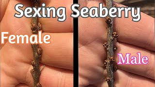 Seaberry  Identifying Male and Female Plants [upl. by Christan]