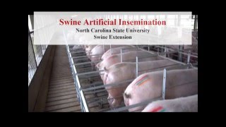 Swine Artificial Insemination [upl. by Sylado]