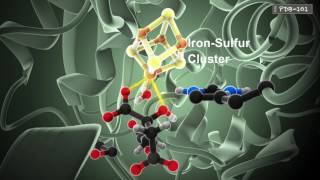 How Enzymes Work from PDB101 [upl. by Namzed]