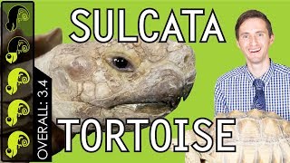 Sulcata Tortoise The Best Pet Turtle [upl. by Campy]