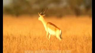 Blackbuck antelope leaping in the air  crapping Blackbuck [upl. by Gerita387]