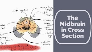 Midbrain in Cross Section [upl. by Hegarty955]