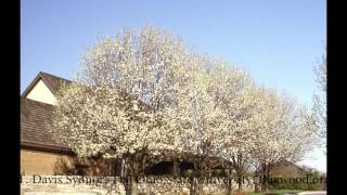 Invasive Plant Species Callery Pear FNR523WV [upl. by Lionello963]