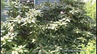 3 Minute Gardener  Rhododendrons [upl. by Maryanna]