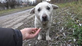 Rescue of a Scared Homeless Dog with a Broken Heart [upl. by Lednor]