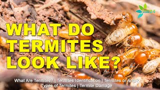 What Are Termites What Do Termites Look Like [upl. by Alemat764]