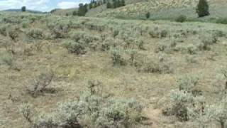 Sagebrush Species [upl. by Mic]