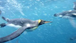 King Penguins underwater video [upl. by Tavi]