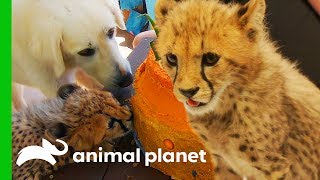 Cheetah Cubs Meet Their New Dog Best Friend  The Zoo San Diego [upl. by Akinat765]