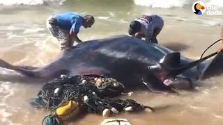 People Rescue Giant Manta Ray From Fishing Net  The Dodo [upl. by Yruy398]