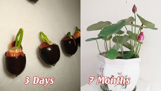 How to grow mini lotus from seeds sprout quickly [upl. by Eduard]