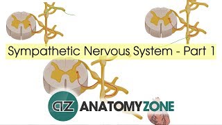 Sympathetic Nervous System Anatomy  Part 1 [upl. by Nimaynib]