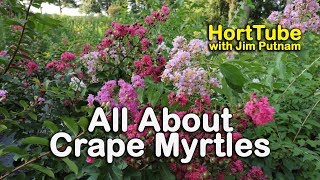 All About Crape Myrtles Growing and Maintaining Crape Myrtles [upl. by Kcirtapnhoj]