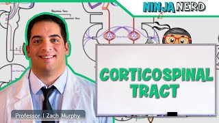 Neurology  Descending Tracts Corticospinal Tract [upl. by Benoite173]