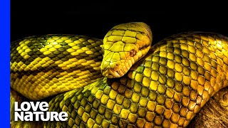 Australia’s Deadliest Snakes  Love Nature [upl. by Coralie431]