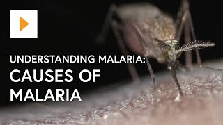 Understanding Malaria Causes Of Malaria [upl. by Wil]