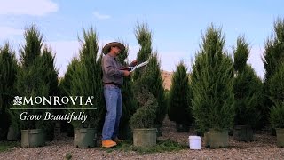 3 Secrets to Growing a Beautiful Topiary  Monrovia [upl. by Dora]