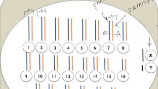 Chromatin Chromosomes and Chromatids Oh My [upl. by Trefler]